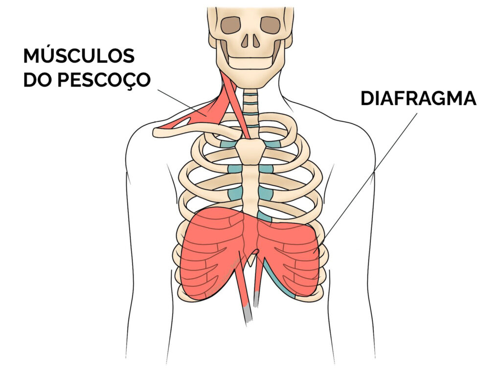 iamgem dos Músculos do pescoço e diafragma.
